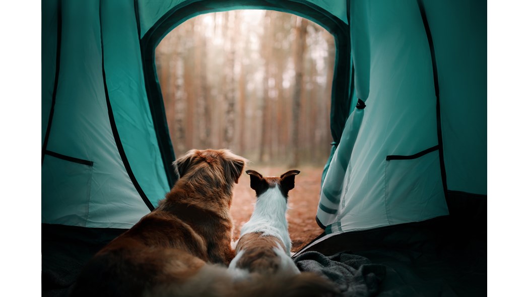 Dogs in a tent, summer camping with dogs