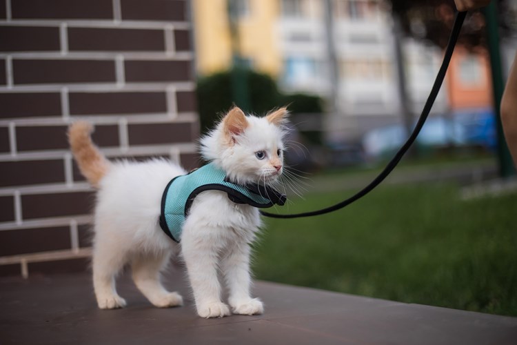 Entraîner Votre Chat à se Promener en Laisse