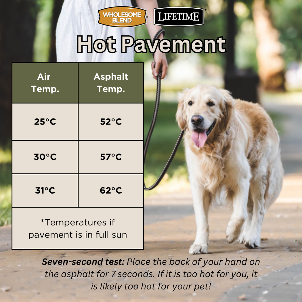 How to Protect Your Dogs Paws this Summer Lifetime Pet