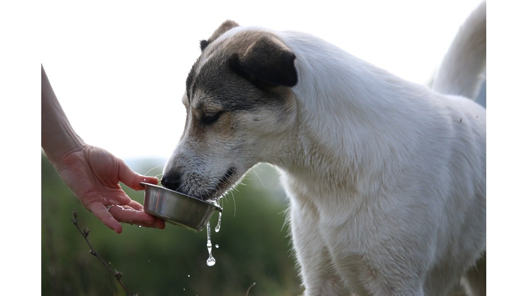 Dog drinking water, dog staying hydrated