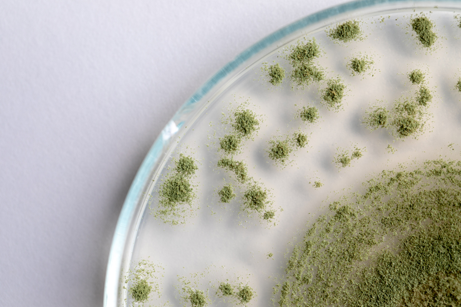 Aspergillus Oryzae - produit de fermentation