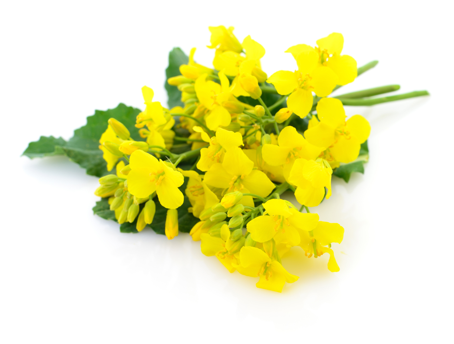 Farine de canola