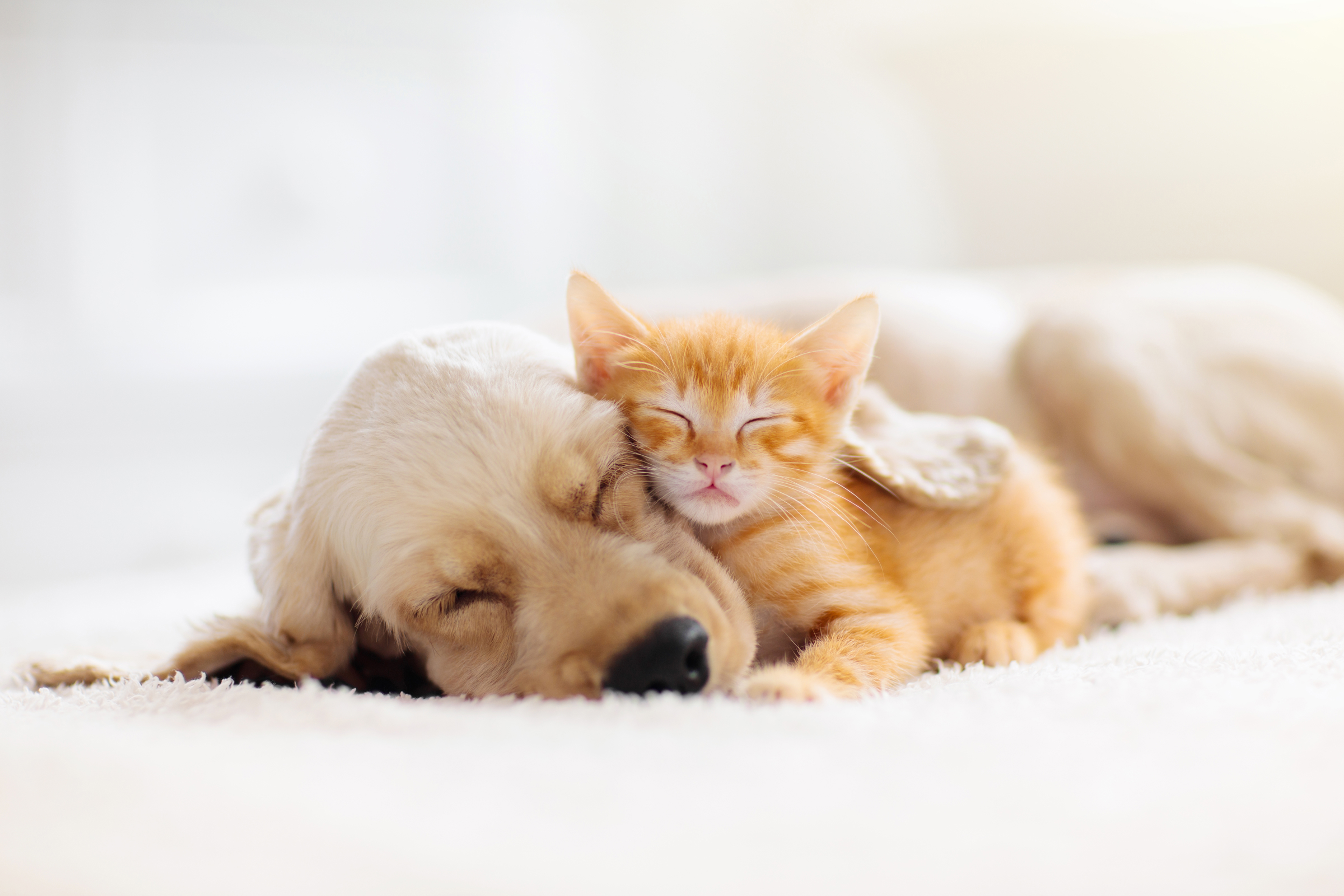 Lifetime_Petfood_Thank_You_Banner_Breeder_Program