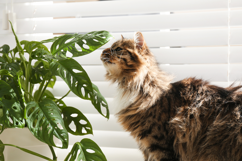 10 Pet Friendly House Plants Lifetime Pet