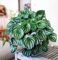 Peperomia argyreia (Watermelon Peperomia)