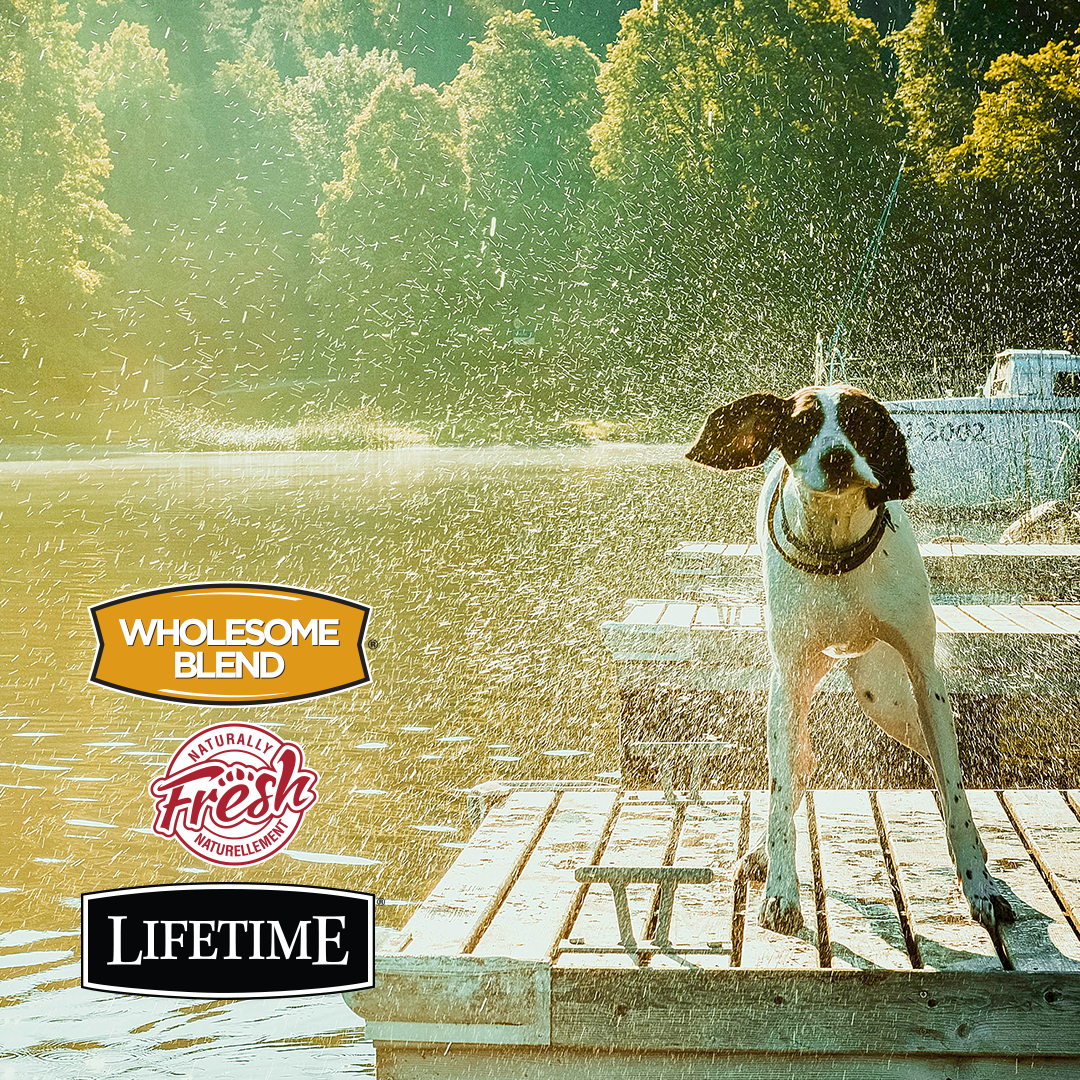 How to protect dog from heat Lifetime Pet